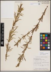 Foto von Salix exigua var. pedicellata (Andersson) Cronquist